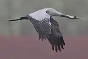 Individual in flight