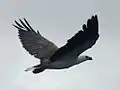 White-bellied sea eagle in flight, Recherche Archipelago, Esperance