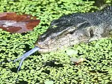 The water monitor it is the world's second-heaviest lizard, after the Komodo dragon.