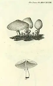 Jens Wilken Hornemann's illustration, 1819 - 1823