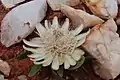 A flower sitting among quartz stones in Nyika National Park.