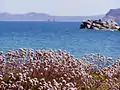 Armeria pungens in Sardinia, Italy