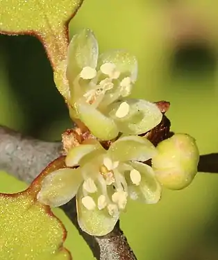 The flowers of M. astonii are inconspicuous, being pale and only  3 mm across.