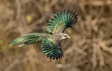 Green-billed malkoha in Bangladesh