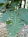 Leaves of Quercus frainetto (Hungarian oak).