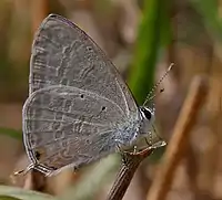 Male in Hyderabad