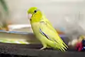 Pacific parrotlet (Forpus coelestis), captive yellow mutation