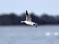 Forster's tern fishing on Lake Mattamuskeet