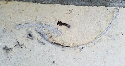 Vental section of articulated C. deformis (Fort Hays ls.)