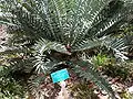 Encephalartos horridus in prehistoric glen