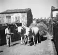 A pair of Istrian oxen pulling a hay cart.