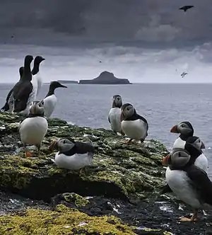 Image 9Puffins and guillemots on Lunga in the Treshnish Isles, with Bac Mòr (known as Dutchman's Cap for its distinctive shape) in the background.<Photo credit: Simaron