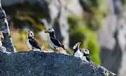 Four horned puffins in Kenai Fjords National Park, Alaska