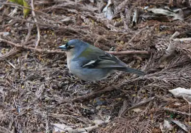 Male F. c. moreletti, São Miguel Island, Azores