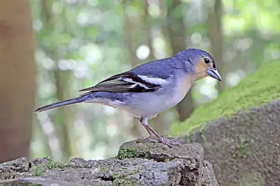 Male F. c. palmae, La Palma, Canary Islands
