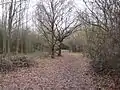 Path in woods