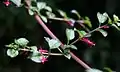 Leaves and flowers of Fuchsia microphylla subsp. hemsleyana