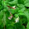 Flowers and leaves of Fuchsia microphylla subsp. hidalgensis