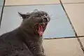 A yawning cat's tongue is comb-like.