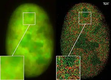 Super-resolution microscopy: Co-localization microscopy (2CLM) with GFP and RFP fusion proteins (nucleus of a bone cancer cell) 120.000 localized molecules in a wide-field area (470&nbsp;µm2) measured with a Vertico-SMI/SPDMphymod microscope