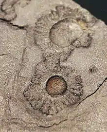 The Francevillian biota contains the earliest Eukaryotes known (2.1 ga).