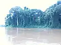 Gallery forest on an island of the Mbam river near Bafia (Cameroon)