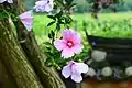 Hibiscus syriacus