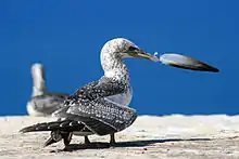 Two large spotted brown seabirds on ground