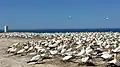 Cape Kidnappers gannet sanctuary, New Zealand