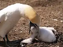Large seabird feeding fluffy white chick on the ground
