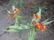 Asclepias curassavica