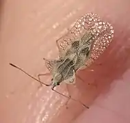 Gargaphia from Oklahoma