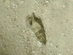 An unidentified species of the family Cerithiidae (maybe Cerithium sp.).