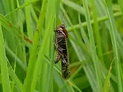 Gastrimargus africanus africanus male