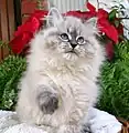 12-weeks-old seal lynx point kitten.