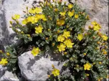 Hypericum sechmenii among limestone rocks in its type locality of Günyüzu