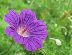 This Geranium incanum flower has shed its stamens, and deployed the tips of its pistil without accepting pollen from its own anthers. (It might of course still receive pollen from younger flowers on the same plant.)