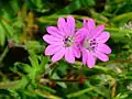 Flowers of Geranium molle