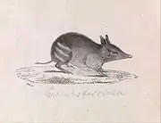 Western Barred Bandicoot (Perameles bougainville fasciata):by Gerard Krefft (1857).