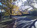 A view of Getting Crescent, Campbell, in mid-autumn