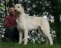 An Irish Wolfhound with cream coat
