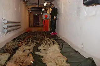 .mw-parser-output .citation{word-wrap:break-word}.mw-parser-output .citation:target{background-color:rgba(0,127,255,0.133)}#69 (10/4/1896) and othersThree giant squid from the NTNU Museum of Natural History and Archaeology in Trondheim, Norway, including the oldest and largest specimen (#69), which was found in 1896 and measures some 12&nbsp;m (39&nbsp;ft) in total length