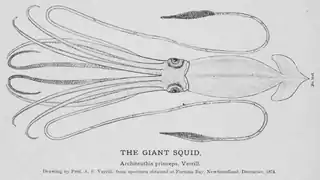 #42 (24/9/1877)Drawing by A. E. Verrill of the Catalina specimen, here incorrectly identified as the Fortune Bay specimen (#34); see original illustration (Verrill, 1880a:pl. 20)