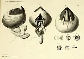 .mw-parser-output .citation{word-wrap:break-word}.mw-parser-output .citation:target{background-color:rgba(0,127,255,0.133)}#16 (≤1860)Beak with associated buccal musculature, radula, and loose suckers of the type specimen of Loligo (later Architeuthis) hartingii, the provenance of which is unknown (Harting, 1860:pl. 1)