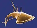 Giardia sp. (Metamonada: Fornicata: Diplomonadida)