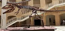 Giganotosaurus carolinii was a 12 to 13&nbsp;m (39 to 43&nbsp;ft) long theropod dinosaur, an apex predator of South America.