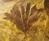 Fossil of Ginkgo huttoni. Photo taken at Naturalis Museum in Leiden, The Netherlands.