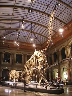 Image 8The Dinosaur Hall of the Naturkundemuseum, Berlin, showing the skeleton of Giraffatitan brancai, among the largest mounted skeletons in the world