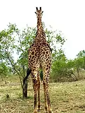 A male giraffe seen on a game drive at Kirkman's Camp