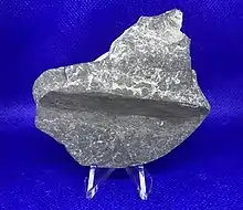 Image 34A piece of fossilized driftwood from the Middle Devonian (Givetian) of New York State. (from Evolutionary history of plants)